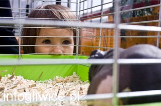 wystawa swinki morskie320 wystawa swinki morskie320