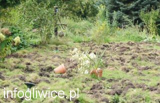 dzik ikona dzik ikona