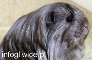 swinka morska320 swinka morska320