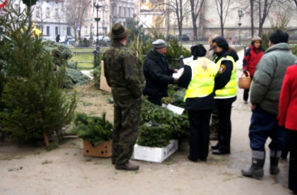 kontrola choinki430 kontrola choinki430