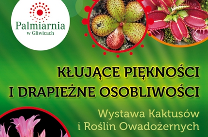 kaktusy palmiarnia2 kaktusy palmiarnia2