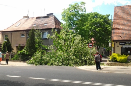 Drzewo runęło na ulicę. O włos od tragedii (foto + film) przewrocone drzewo 430
