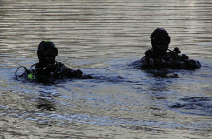 pletwonurkowie430 pletwonurkowie430