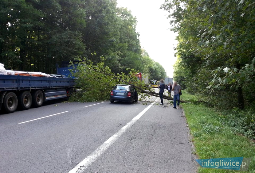 przewrocone-drzewo-toszecka830