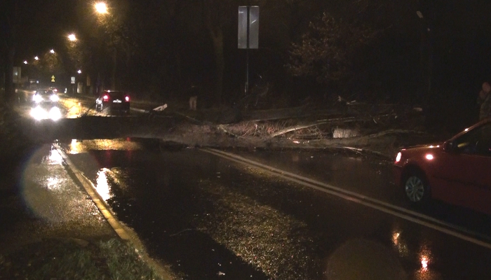 drzewo-przewrocilo-sie700