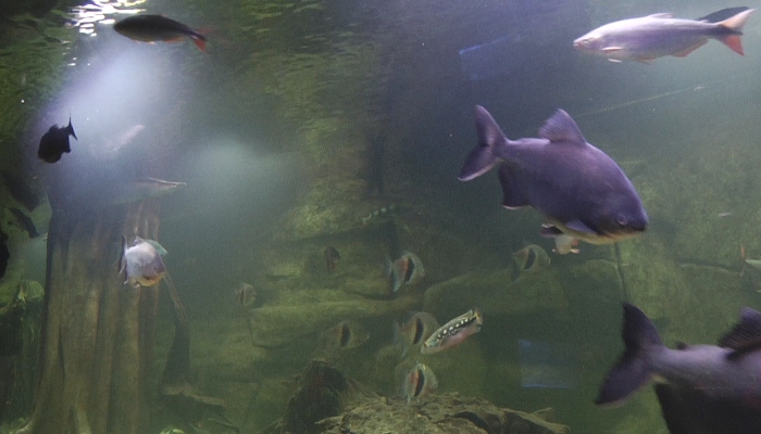 Zobacz nowe piranie z gliwickiej Palmiarni (TV)