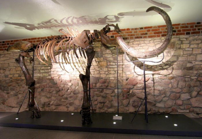 Szkielet mamuta na wystawie Przeszłość powiatu gliwickiego. Zamek Piastowski