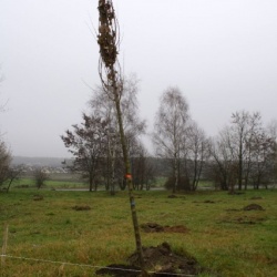 SetHeight639 IMG5020