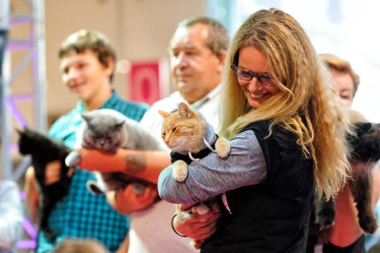 Kino plenerowe i rasowe koty