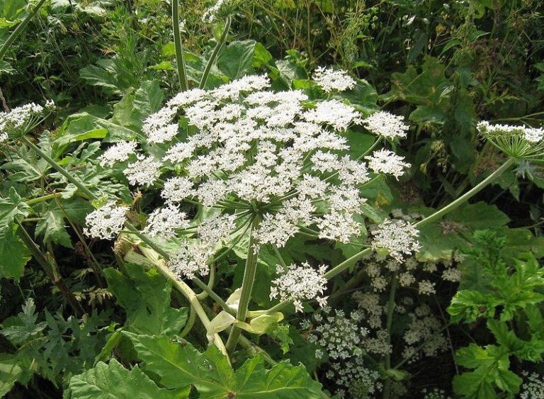 Uważajcie na ten barszcz. Jest też w Gliwicach