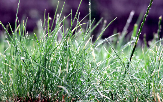 lawn 1397175 1279x803 lawn 1397175 1279x803