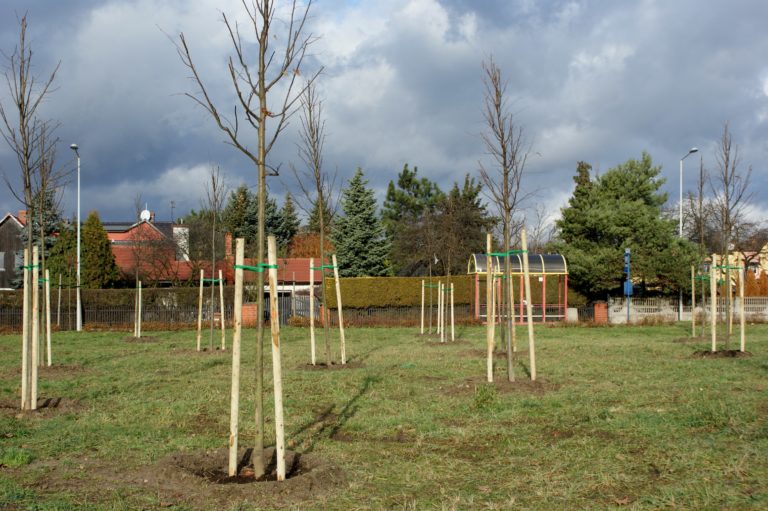 Kilkaset nowych drzew i krzewów w Gliwicach