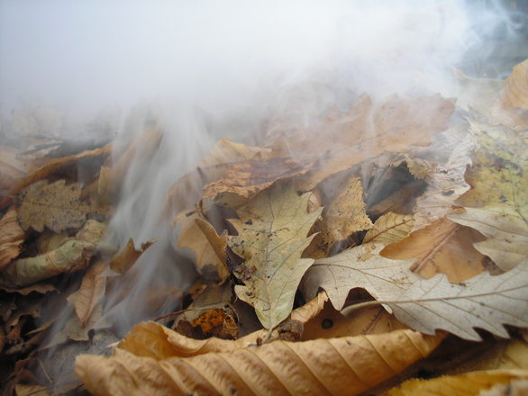 dust n leaf 1382892 dust n leaf 1382892