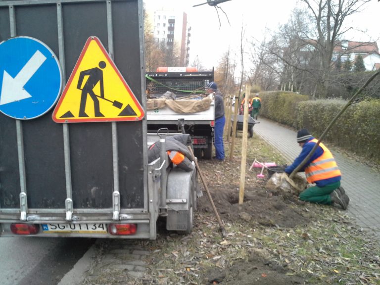 ZDM sadzi nowe drzewa, a wandale je niszczą
