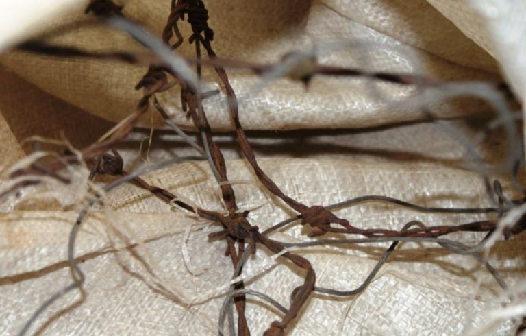 Zwierzęta umierały w męczarniach. Policja szuka kłusownika