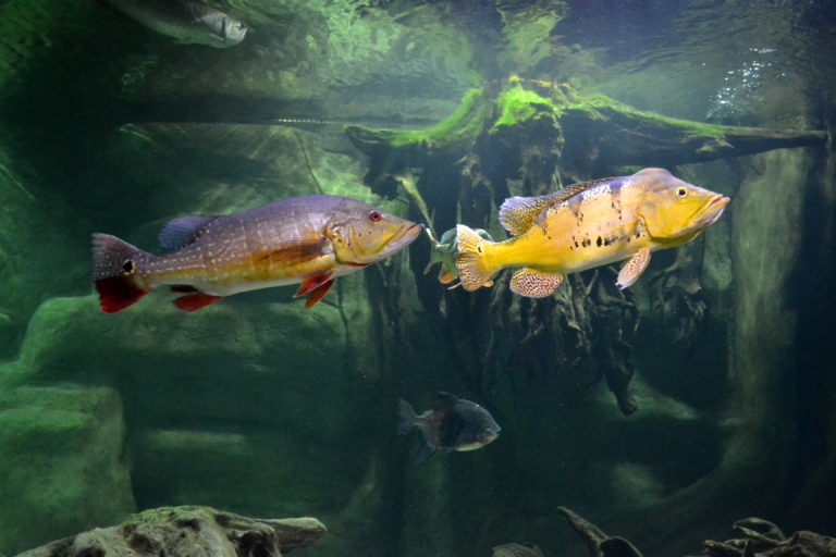 Gliwicka Palmiarnia ma nowych lokatorów