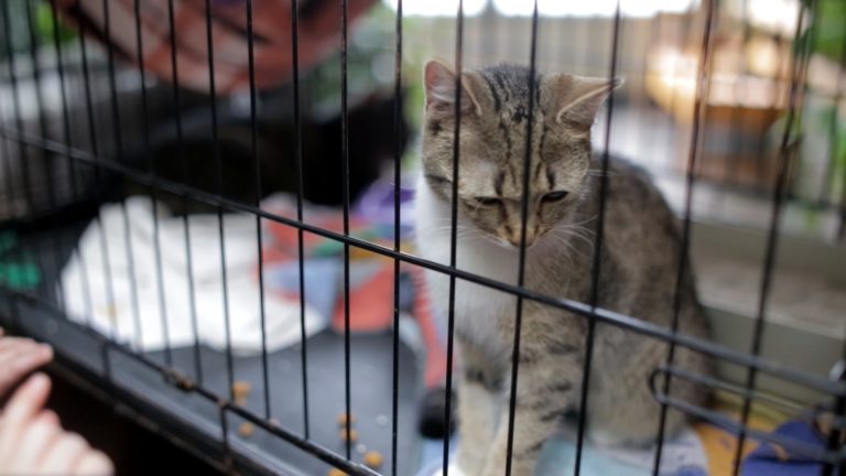 Palmiarnia przynosi szczęście kotom