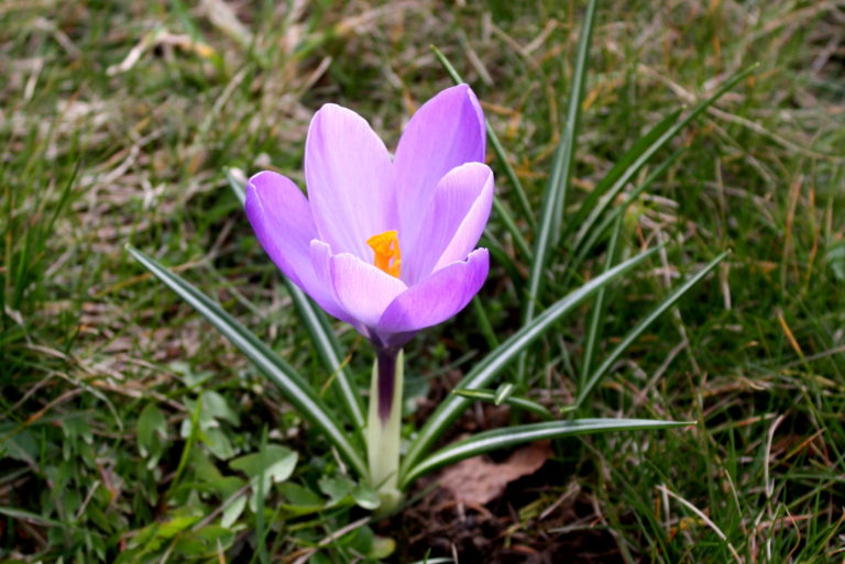 Upiększają Gliwice kwiatami. Będzie kolorowo