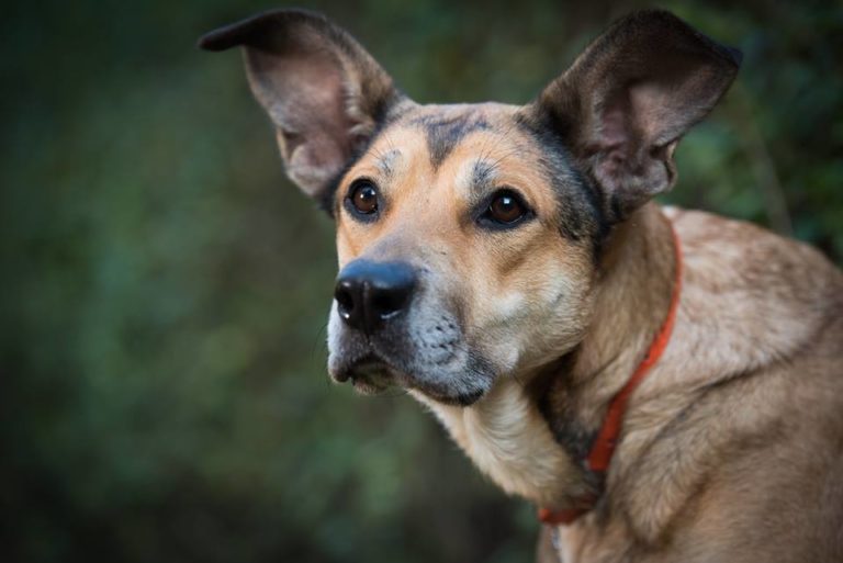 Coraz więcej zwierząt z gliwickiego schroniska znajduje nowy dom