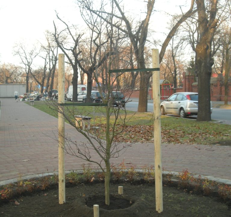 Ktoś ukradł drzewo ze skweru w Gliwicach