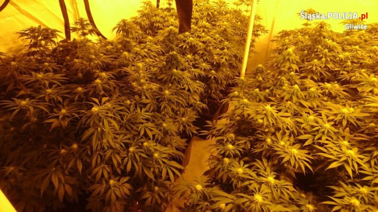Kolejna plantacja konopi zlikwidowana. Zabezpieczono ponad 2 kg narkotyków