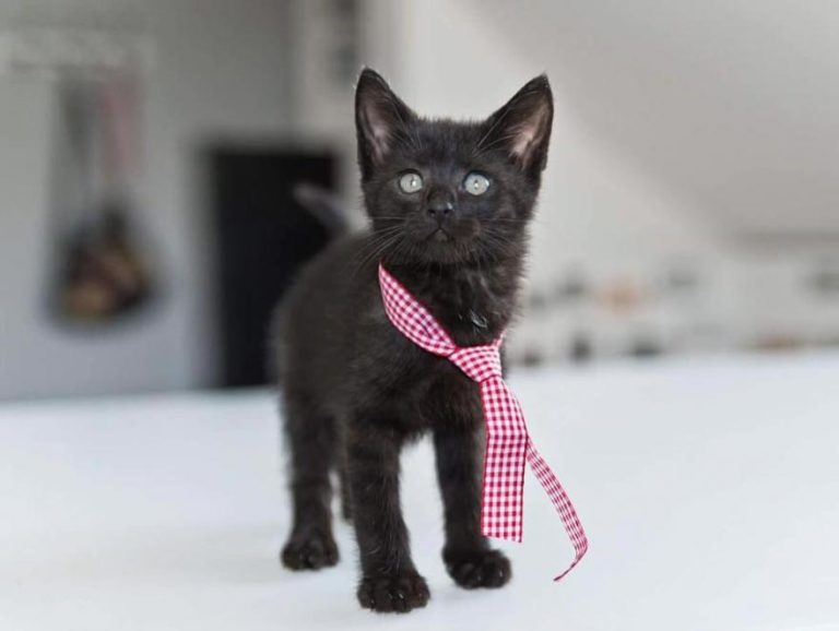 Wystawa kotów nierasowych. Przyjdź i pokochaj