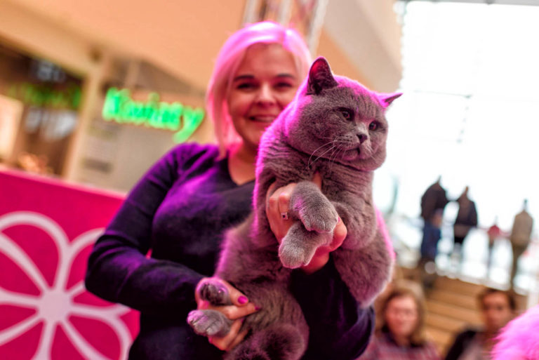 Kocie piękności prezentowały się w Gliwicach