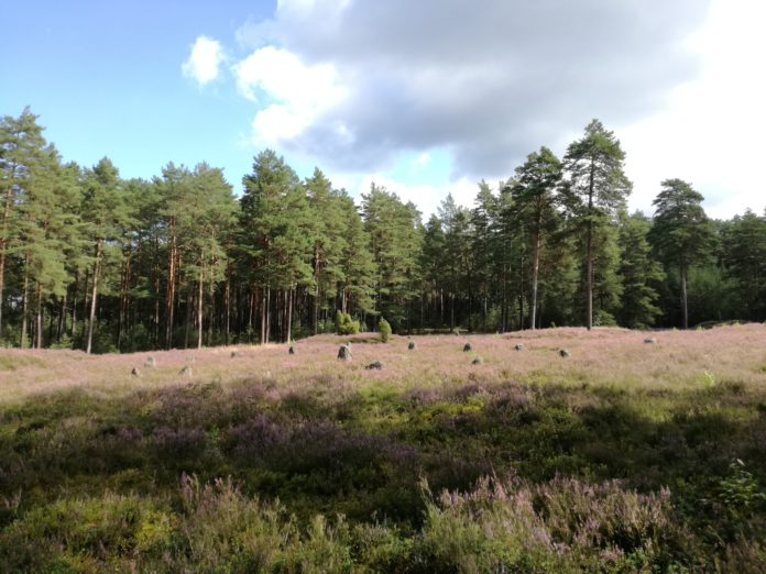 Kamienne kręgi tzw. tingi w Odrach fot. R. Zdaniewicz