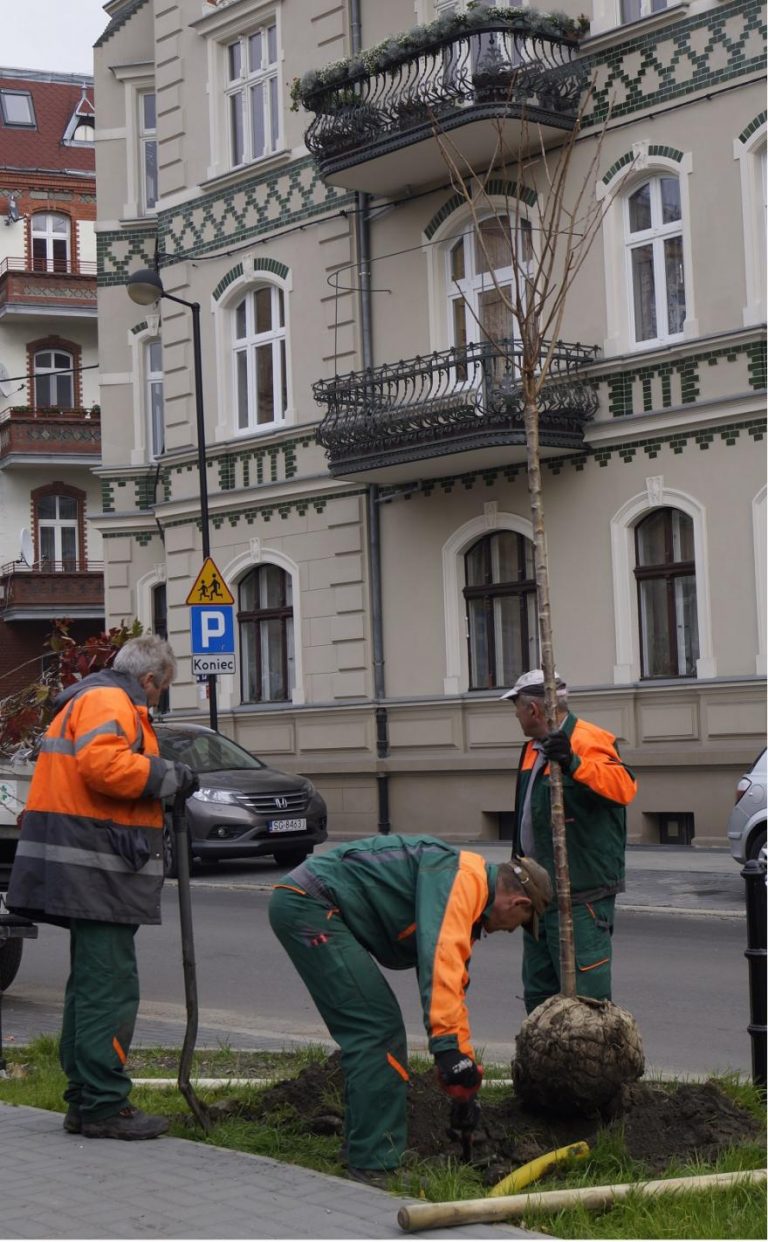 Nowe drzewa w Gliwicach. Wiśnie upiększą ul. Ziemowita