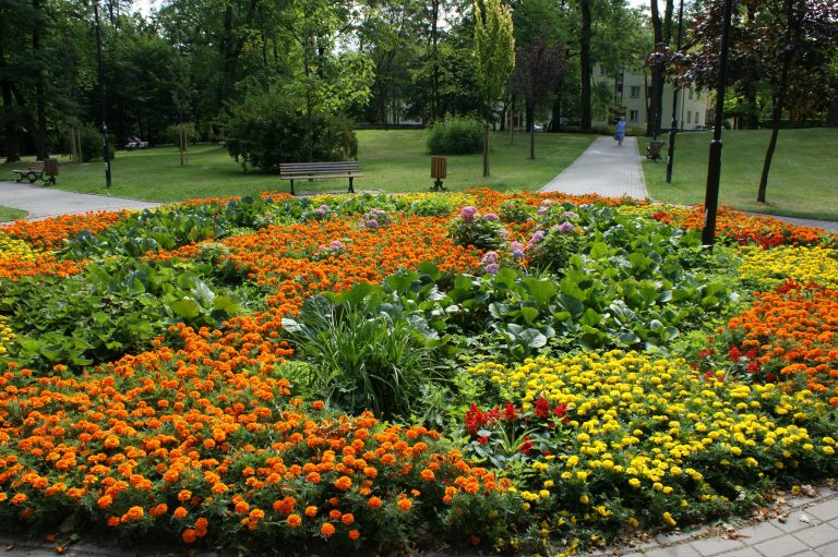 MZUK planuje sporo nasadzeń w Gliwicach. Będzie kolorowo