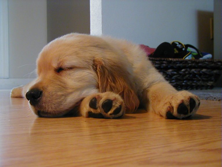 Wyrzucił pieska z balkonu. Zwierzę nie przeżyło