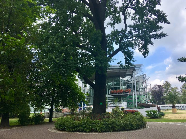 Miasto uratuje znane gliwickie drzewo. Dąb w parku Chopina jest chory