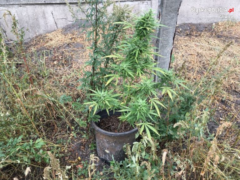 Plantacja konopi pod Gliwicami. Policjanci zatrzymali mężczyznę