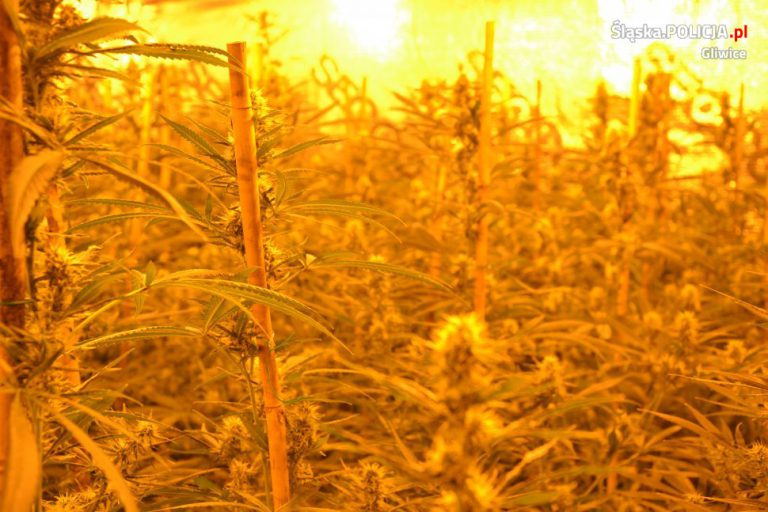 Kolejna plantacja marihuany zlikwidowana. Łącznie 5 kg narkotyków