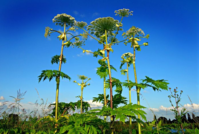 giant hogweed 1492294 1920 giant hogweed 1492294 1920
