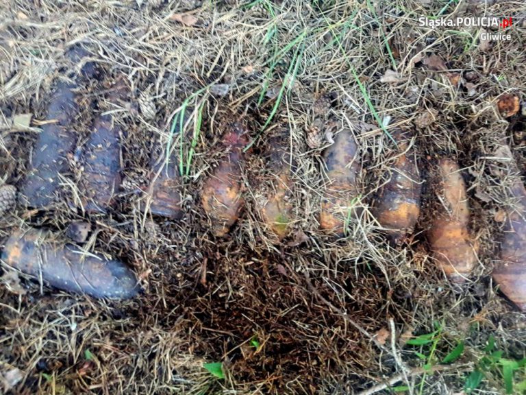 Zamiast grzybów znalazł bomby