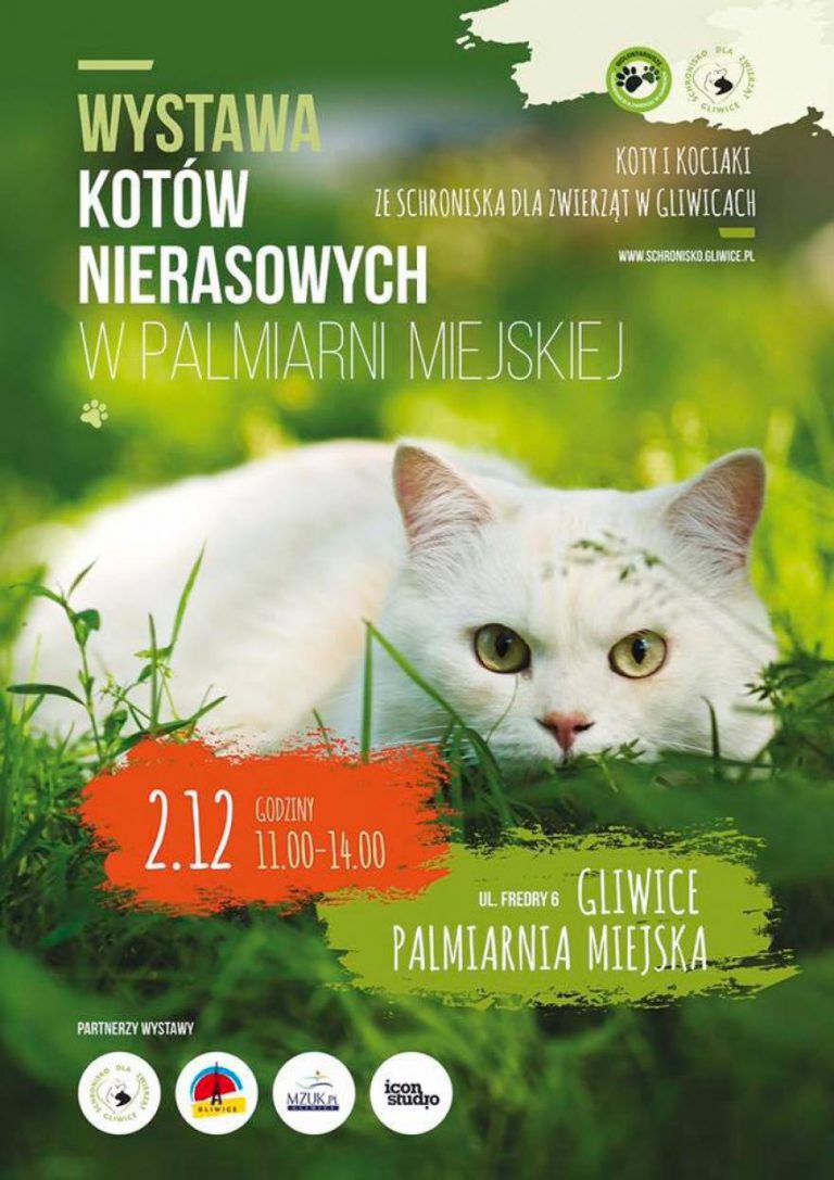 Wystawa kotów nierasowych. Przyjdź i adoptuj