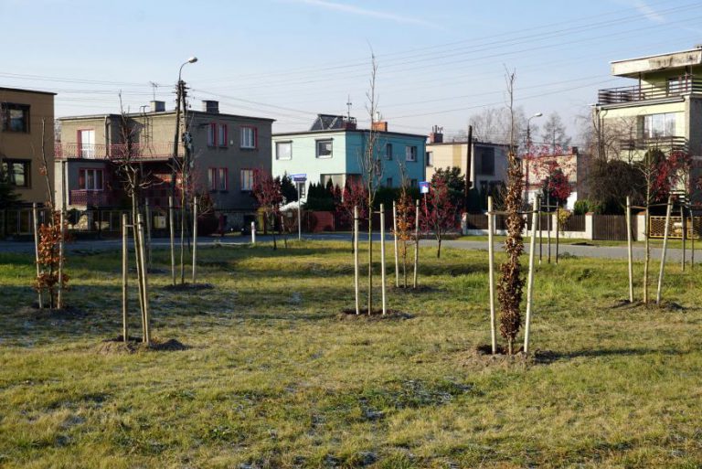 W Gliwicach posadzono 1000 drzew