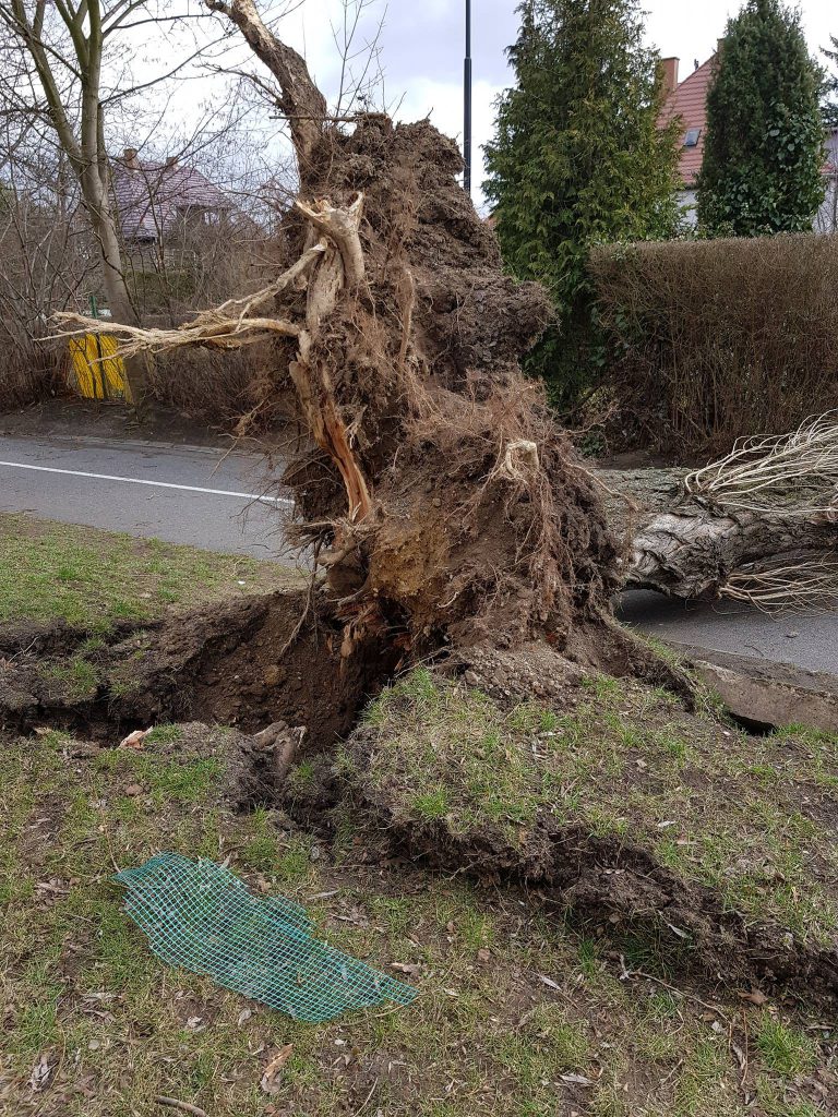 Silny wiatr łamie drzewa. Uszkadzane są samochody