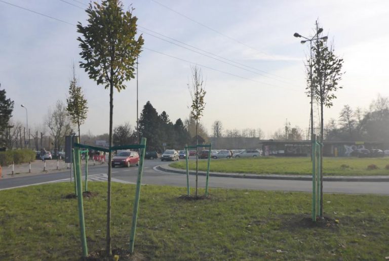 Gliwice sadzą drzewa przy drogach. Od jesieni ponad 300 sztuk