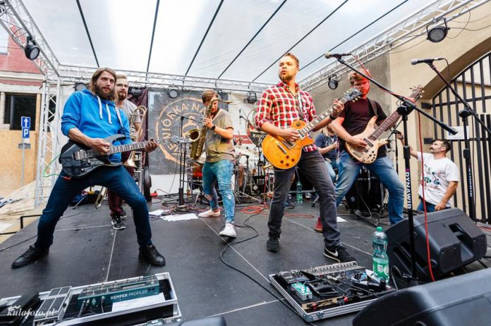 wiewiorka na drzewie fot. p. kula grzesiak