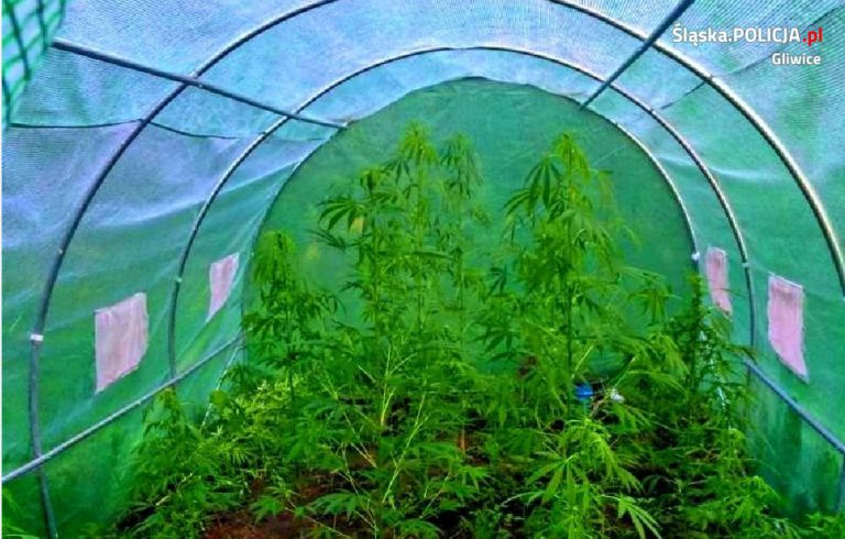 Plantacja marihuany w specjalnym tunelu. Mężczyzna zatrzymany
