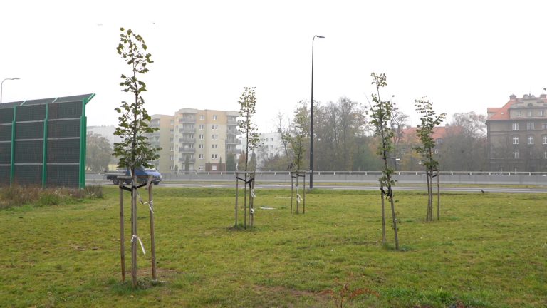 Kradł paliki podtrzymujące drzewa. Zatrzymano 70-latka