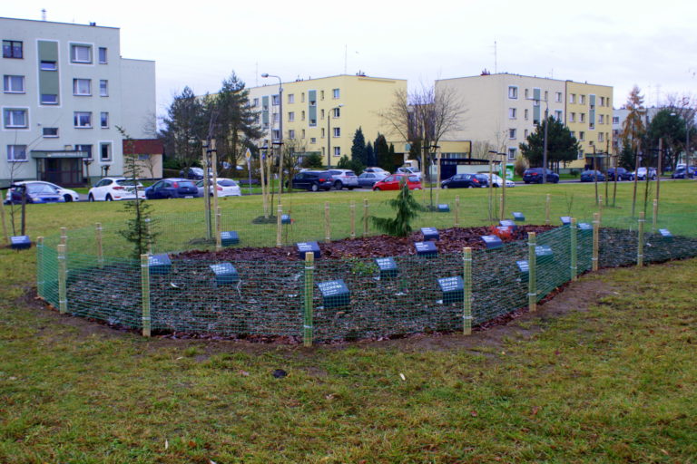 Gliwice sadzą drzewa
