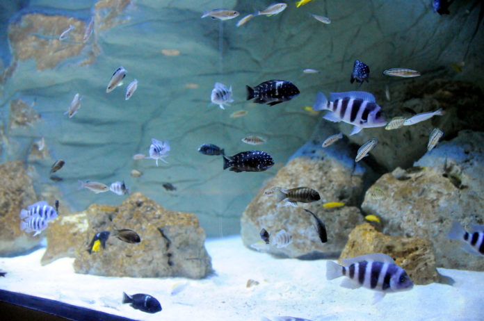 F098AF77 7667 4F39 B50C EE0FD848F8B2 scaled