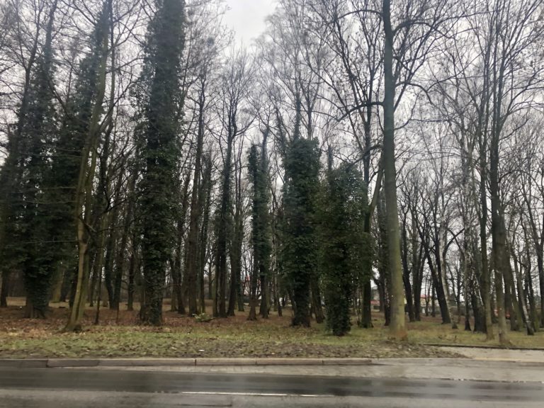 Park zamiast cmentarza. Będzie wycinka drzew? Co oznaczają pomarańczowe kropki?