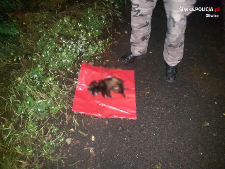Policjanci uratowali małego liska. Został potrącony