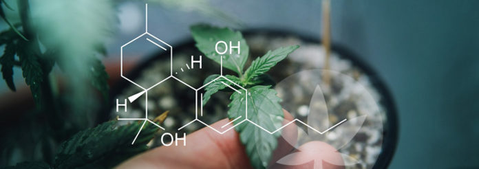 rodzaje i zastosowanie medyczne kannabinoidów