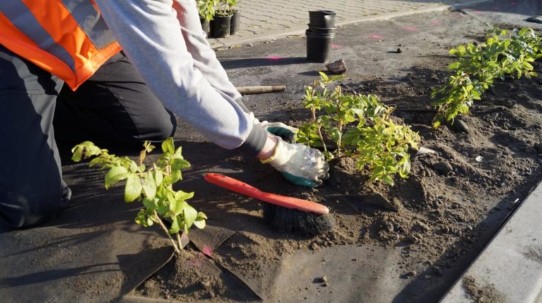 Nowe nasadzenia przy gliwickich ulicach