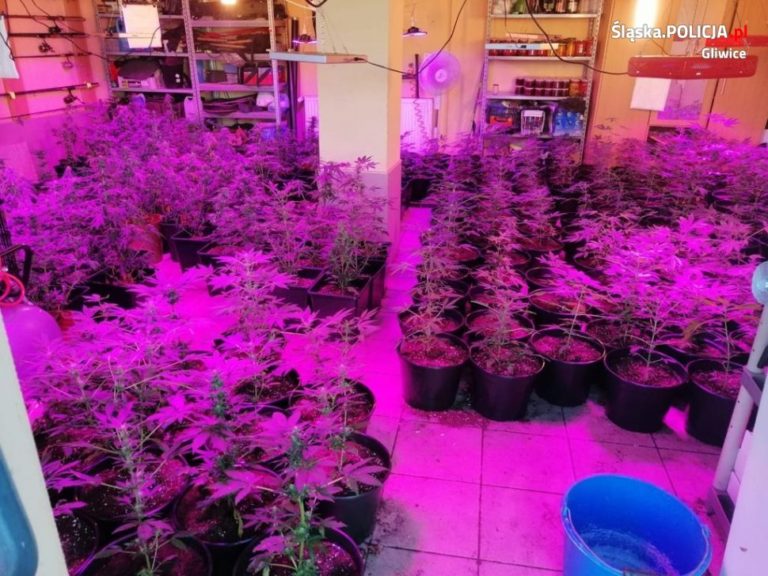 Policjanci zlikwidowali plantację marihuany